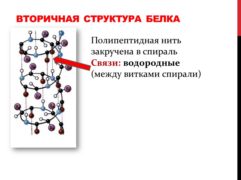 Вторичная структура белка Полипептидная нить закручена в спираль Связи: водородные (между витками спирали)